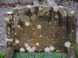 image of grave number 960978